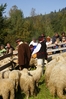 lossod_ciecina_26092009_mertak